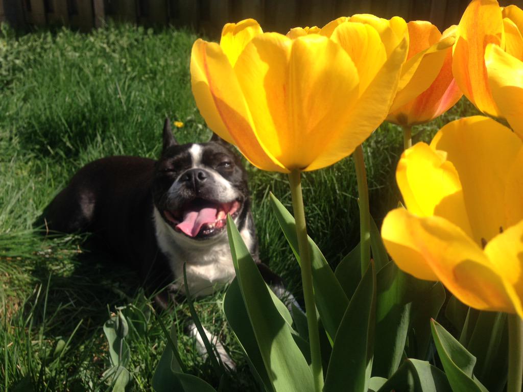 Simon Fraser IV tweet media