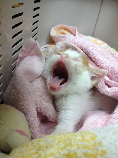 catlover tweet media