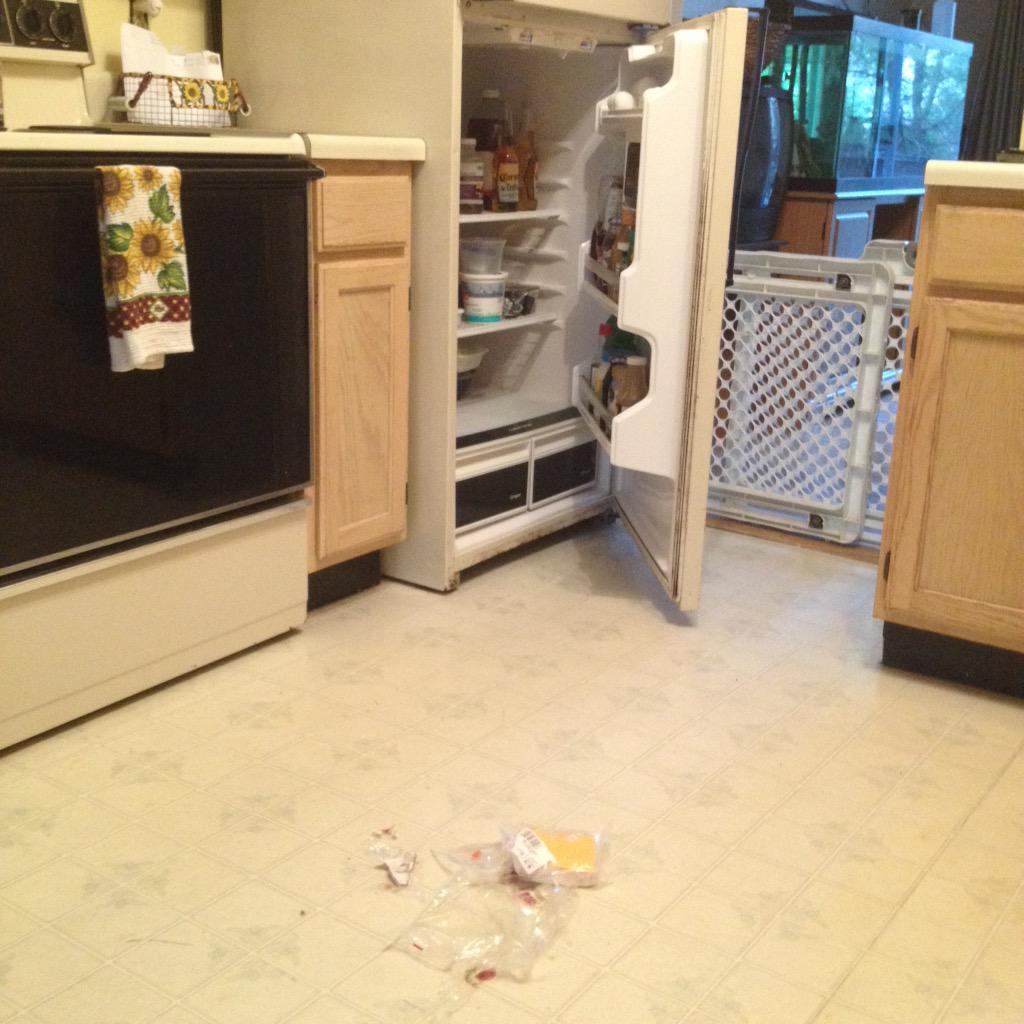 squirrely_BG's tweet photo. Omg Capone struck again, can anyone put a lock on my refrigerator ! Bad doggie! http://t.co/cVMM26B9Qd