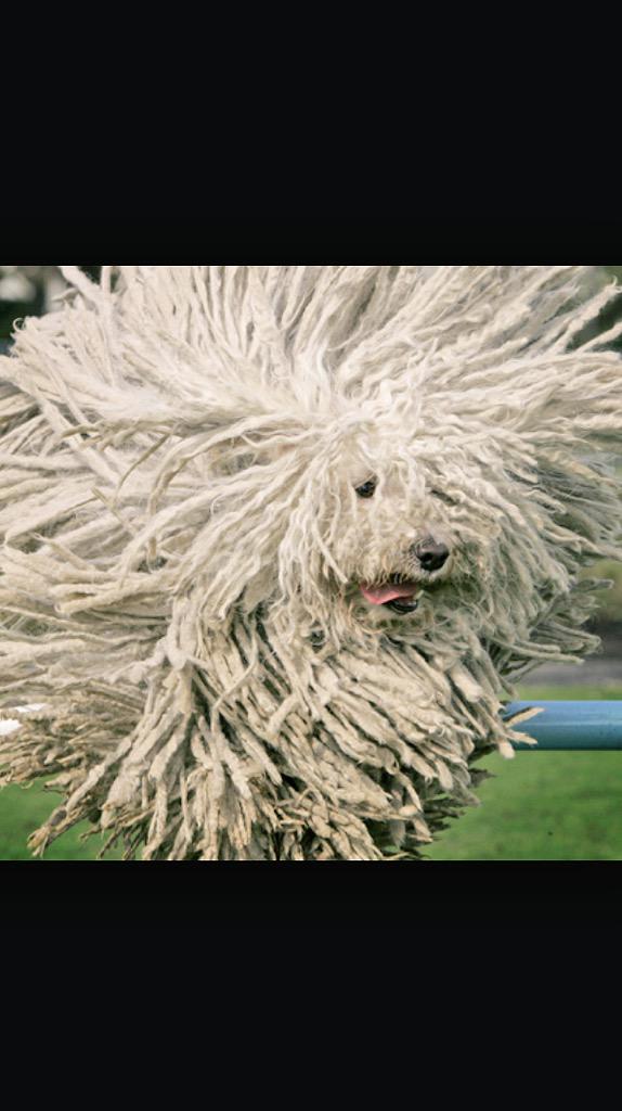 DogAtttack's tweet photo. Anybody in need of a mop? Or a car wash? http://t.co/pVjBxxFZ92