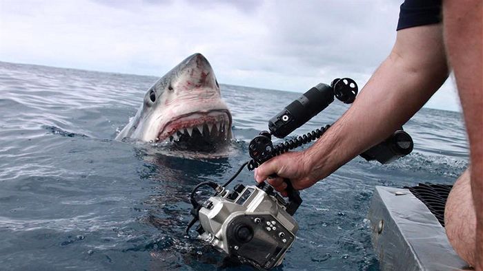 Open_Nathan's tweet photo. Shark close up: curious great white shark almost touches the lens. Story here http://t.co/jcHPtsyUR7 #greatwhiteshark http://t.co/vip4auALak