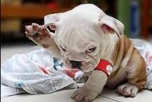 petfessions's tweet photo. Who chewed up the sofa? #Pets #petconfessions  #cuteanimals http://t.co/4GQkVET57S