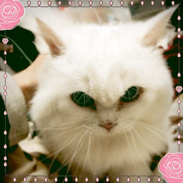 最近は、目覚ましと共にネコが胸の上に乗ってくる。ナデナデして欲しいとはいえ、朝からアピールがガッツリ;^_^A http://t.co/OxC4nvTeyk