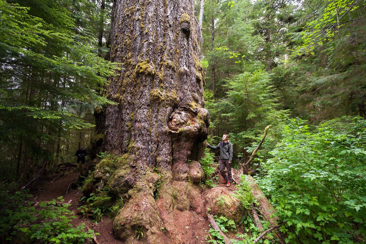 Топ 10 самых больших деревьевПихта Ред-Крик - Британская Колумбия, Канада