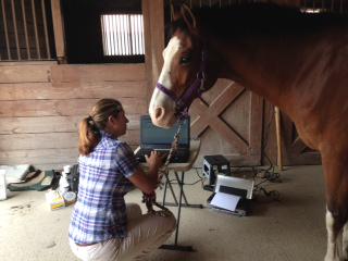 BlueRidgeEquine's tweet photo. Dr. Giunta's assistant today, Tucker! http://t.co/6FSPvz9nwd
