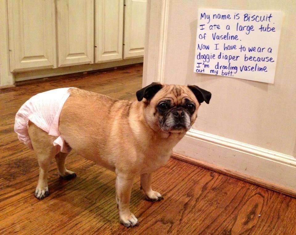 petfessions's tweet photo. Noo😂 http://t.co/eKvYjdk9Do