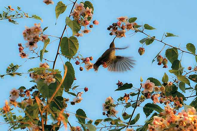 oltraveller's tweet photo. The #NameriTigerReserve in #Assam is not just about #tigers, its a #birdersparadise too http://t.co/BxJ4NwW5R0 http://t.co/KYwV3OiBAd