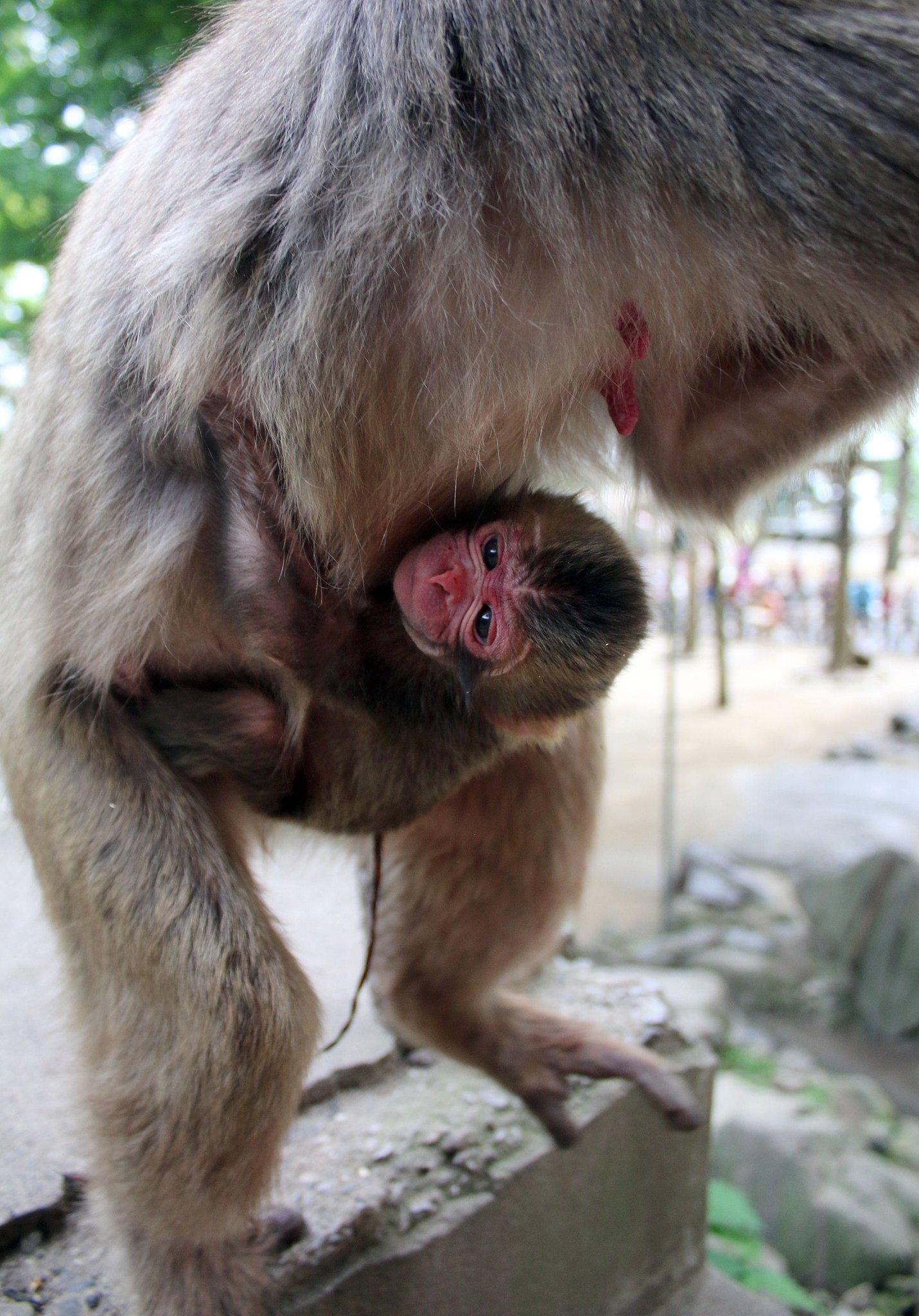 Embedded image permalink