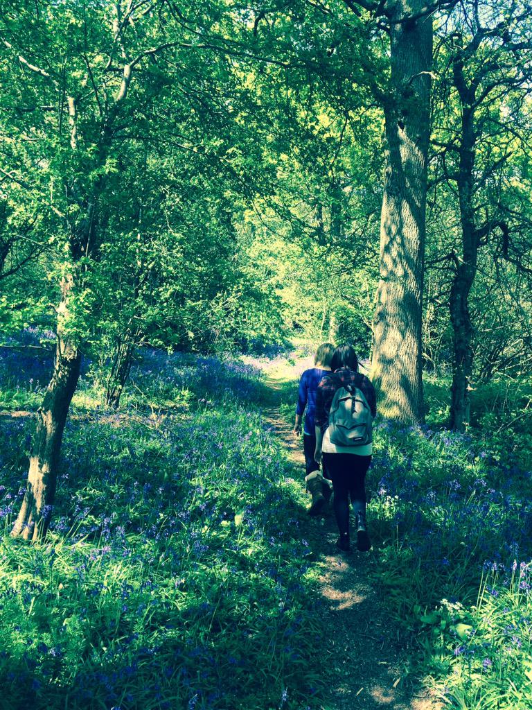 Whitby94's tweet image. Not many colleges where you can walk in the bluebells at lunch! @Brinsburylife #Bluebells #walking
