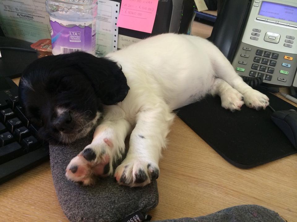WMPDogs's tweet photo. New puppy Jonno, helping front office out! http://t.co/jrqamb0xvf