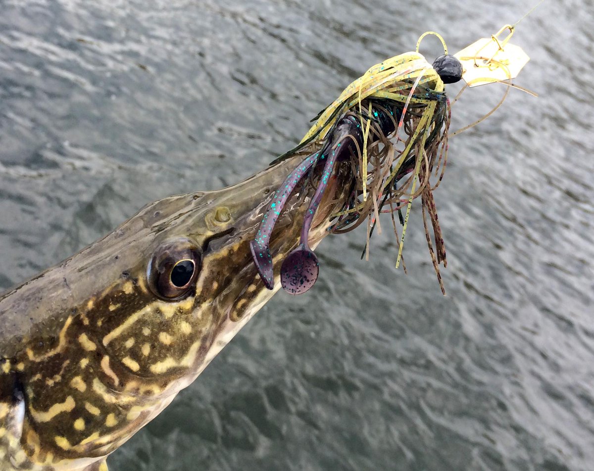 UncleJoshBaitCo's tweet photo. Catch more pike with a Kalin's Scrub trailer on your swim jig, spinnerbait, or chatterbait! http://t.co/17cdn2nDqr http://t.co/NfedlgjzUA