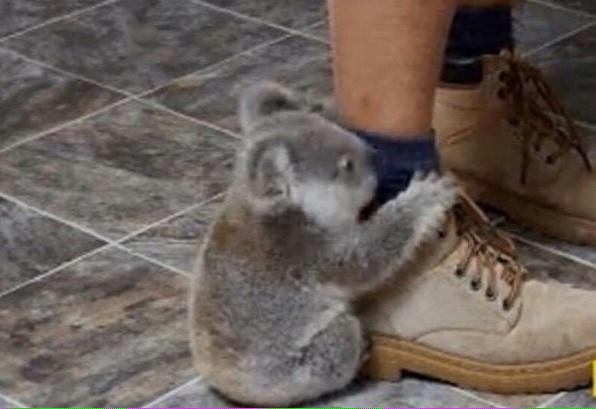sarah_sherer_'s tweet photo. Accurate photo of me trying to say goodbye to my friends next week 😭🐨 #WaitDontGo http://t.co/ZfGvZlxK9E