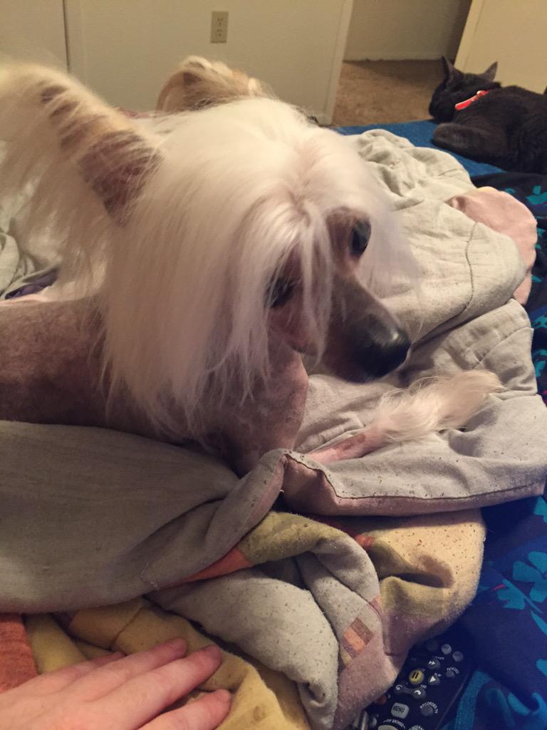 SOJeckyllSOHyde's tweet photo. Just groomed the dog. #freshcut #hair #chinesecresteddogs #dogs http://t.co/qwZ4arya5l