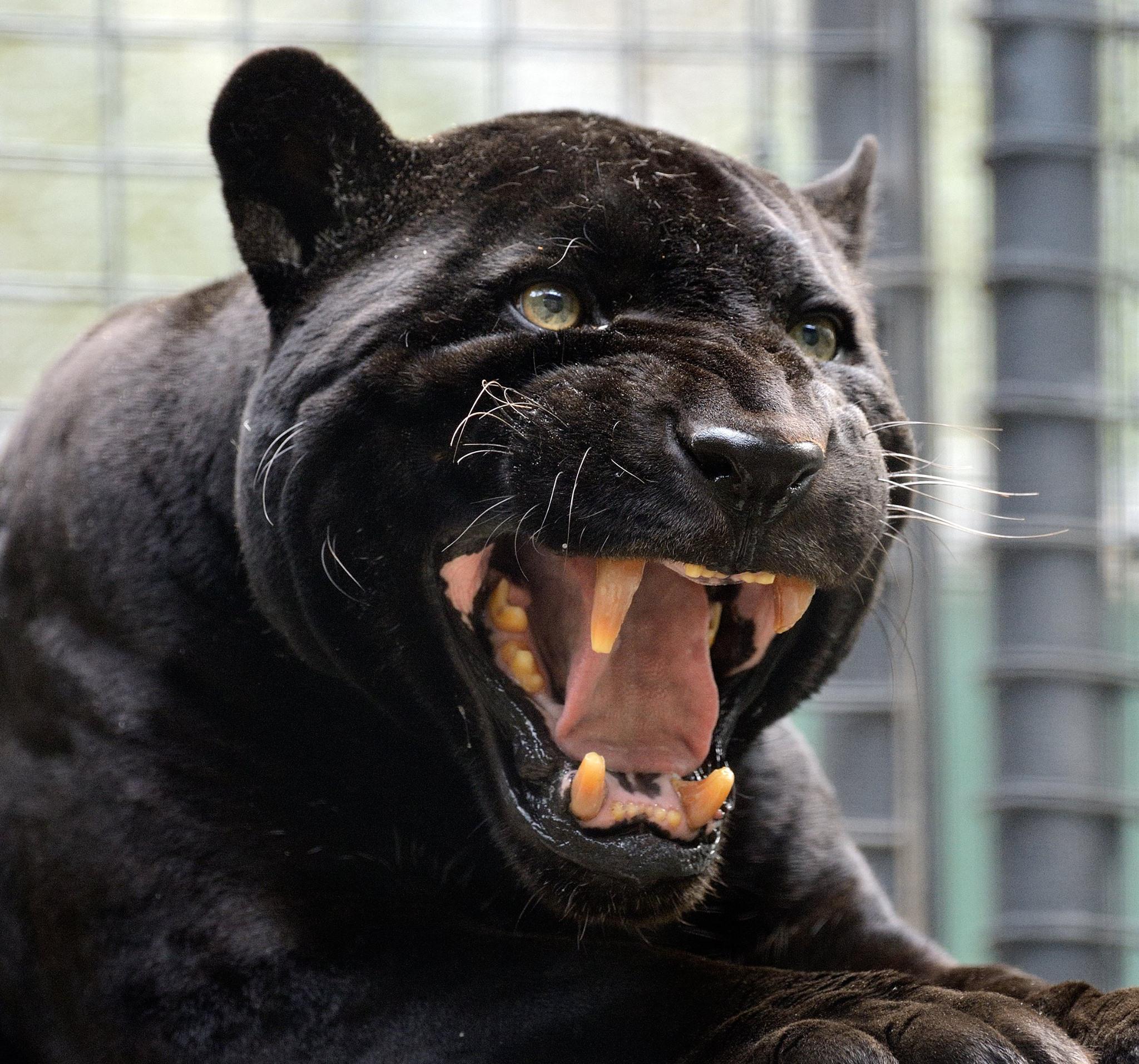 San Diego Zoo Wildlife Alliance on X: "#tbt Orson the black jaguar passed  away from old age a year ago, but it feels like yesterday. #RIP (pic: Mike  Wilson) http://t.co/vpY5yjsmnB" / X
