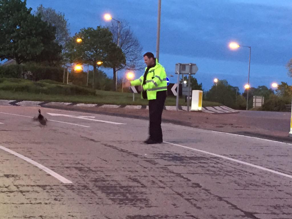174DM's tweet photo. @OscarRomeo1268 The duck was then heard to say, "That's it, I'm off now. That copper is quackers!" http://t.co/fCwUbB2psN