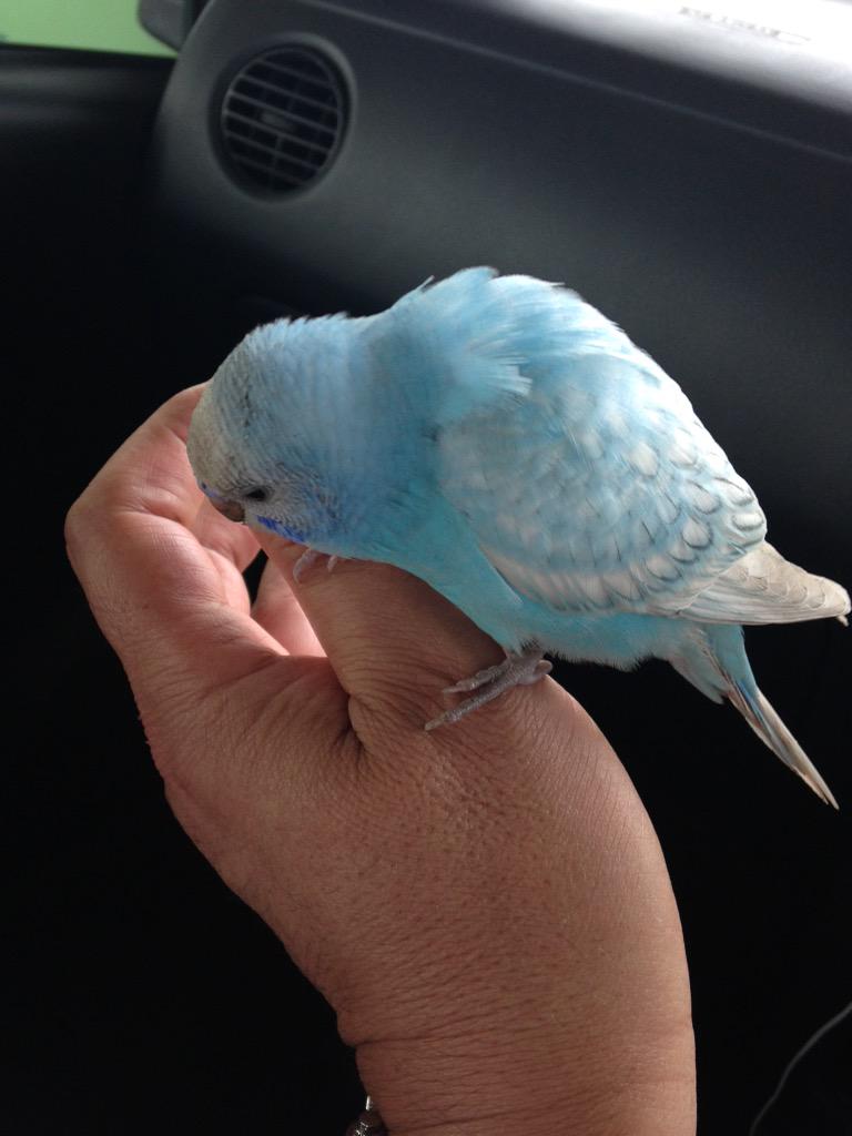 yugaku25's tweet photo. "@oowada19: ビックリ❗️なんとセキセイインコが飛んで来て、手に止まって来た❗️どうしよう〜❗️ http://t.co/3ZGo8816mI"ブルーの迷いインコたん！心当たりのある方は画像をチェック！