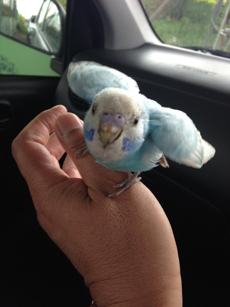 yugaku25's tweet photo. "@oowada19: ビックリ❗️なんとセキセイインコが飛んで来て、手に止まって来た❗️どうしよう〜❗️ http://t.co/3ZGo8816mI"ブルーの迷いインコたん！心当たりのある方は画像をチェック！