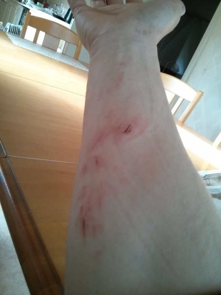 NeptunNajaderna's tweet photo. Igår lekte vi leken #JipJip, inte helt utan skador... #AllaÖverlevde http://t.co/bI23mzfgOm