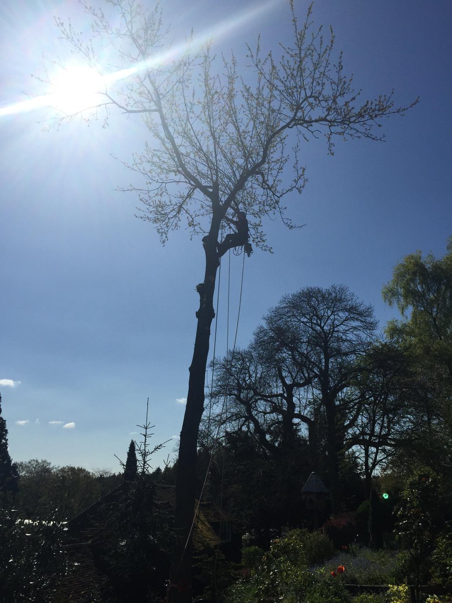 ReynoldsTrees's tweet photo. An awkward Turkey Oak we took down using rigging techniques as it was above a courtyard. #reynoldstreecare #bramley http://t.co/lVYbT1arJM