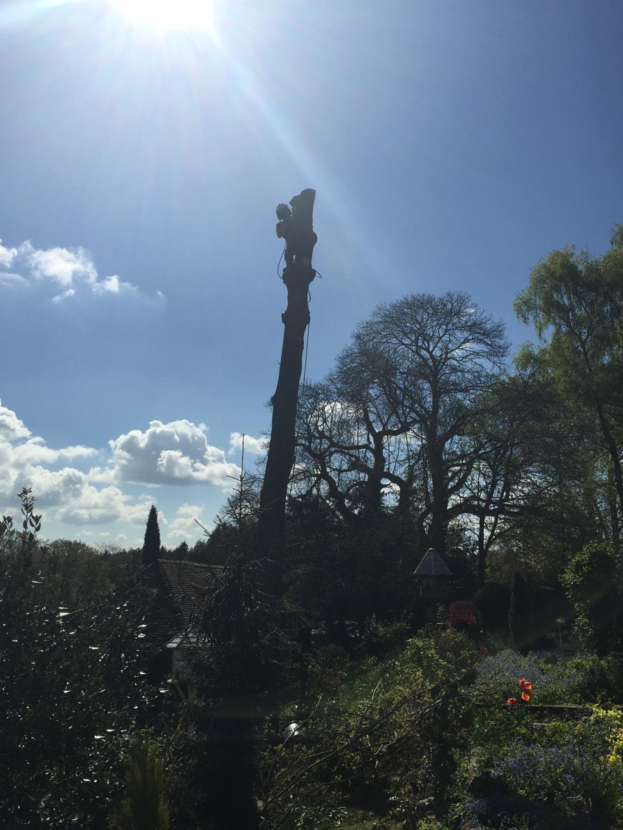 ReynoldsTrees's tweet photo. An awkward Turkey Oak we took down using rigging techniques as it was above a courtyard. #reynoldstreecare #bramley http://t.co/lVYbT1arJM