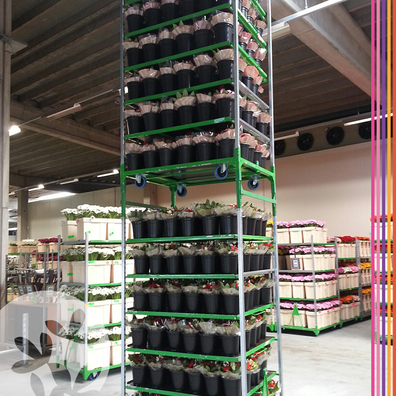 De productie bij Bouquetnet reikt tot grote hoogte voor #Moederdag. #bloemen #retail