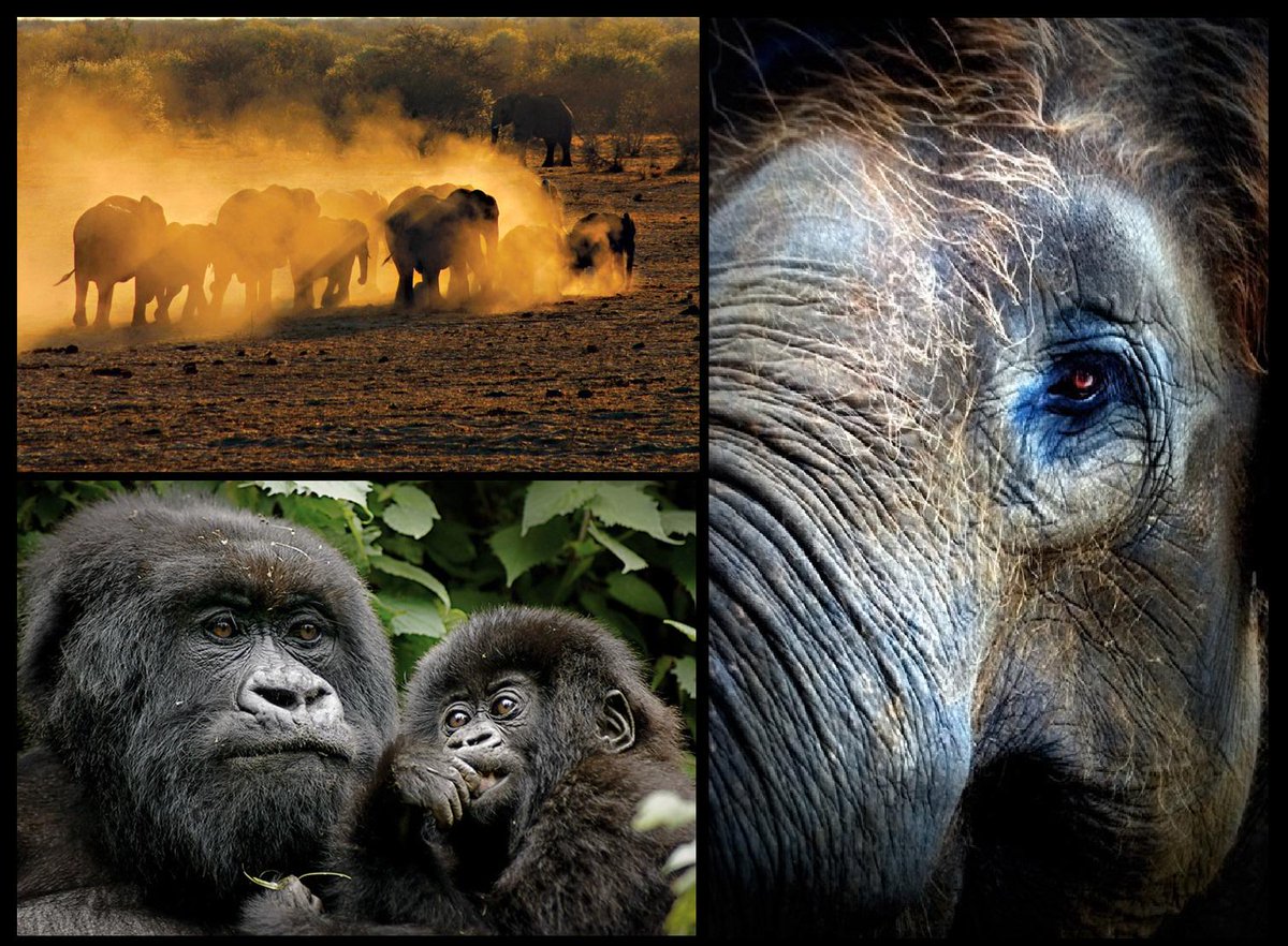 PROTECT ALL WILDLIFE tweet media