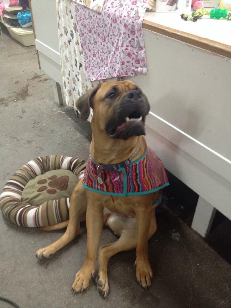 mytreecookie's tweet photo. Lucy Rockin her raincoat... Those are your colours Lucy #lensmill http://t.co/xF9dhHBUst
