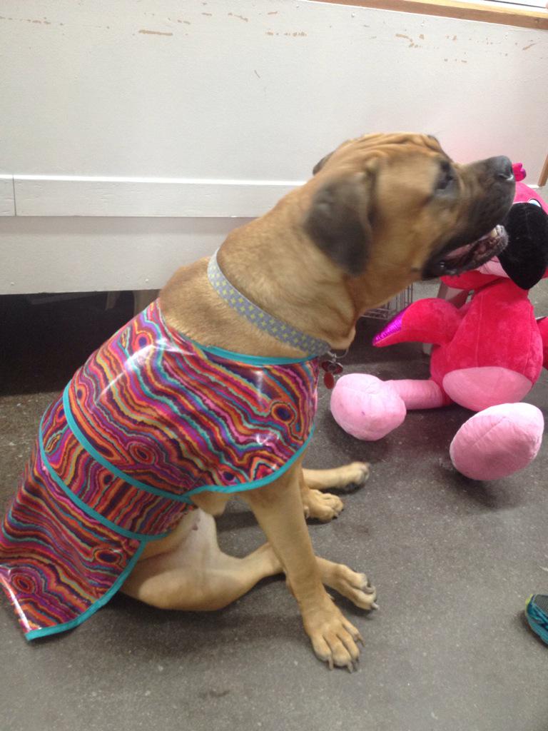 mytreecookie's tweet photo. Lucy Rockin her raincoat... Those are your colours Lucy #lensmill http://t.co/xF9dhHBUst