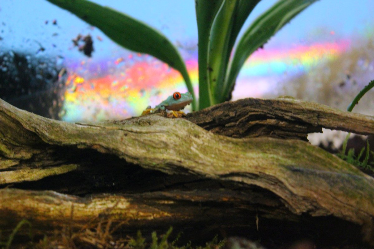 Welcome the newest additions to the SWS community--our red-eyed tree frogs! #ribbit #teacherspet