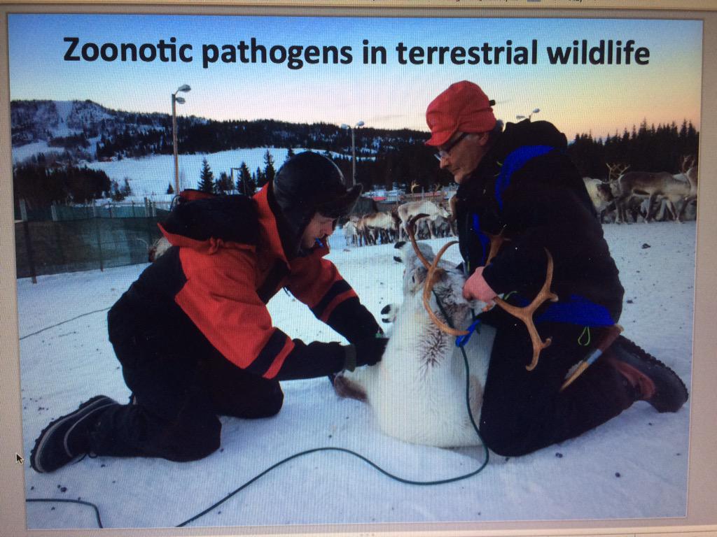 Ingebjørg H. Nymo tweet media