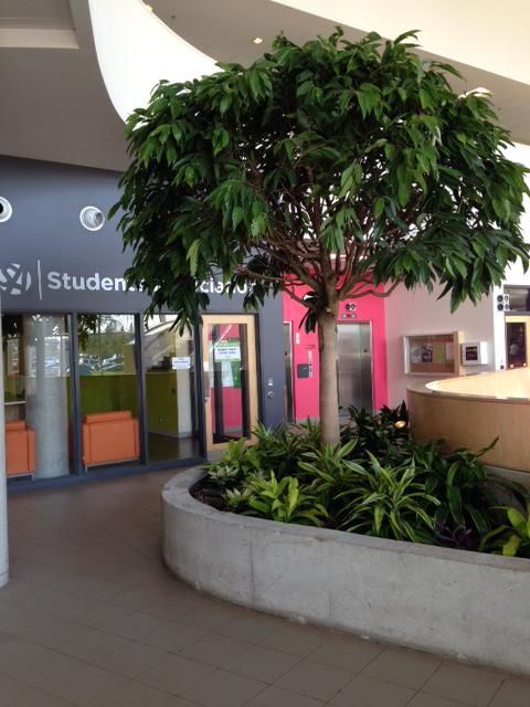 ACSustainable's tweet image. Student Commons @AlgonquinColleg  "greened" up even more! Nice addition to this #LEED building &amp;amp; heart of campus.