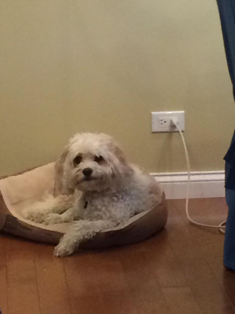 IzzyRuff's tweet photo. his face is me rn #okdog http://t.co/lLnTtDf2Di