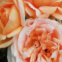 CouponCutCodes's tweet image. #Extra Free 3 #Plants #Summerstone #Nursery

#couponcutcodes #shopping #flowers #summerstonnurserycoupons