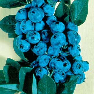 CouponCutCodes's tweet image. #Extra Free 3 #Plants #Summerstone #Nursery

#couponcutcodes #shopping #flowers #summerstonnurserycoupons