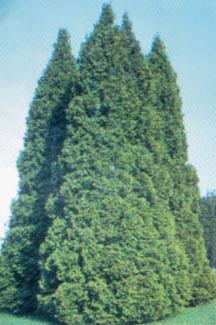 CouponCutCodes's tweet image. #Extra Free 3 #Plants #Summerstone #Nursery

#couponcutcodes #shopping #flowers #summerstonnurserycoupons