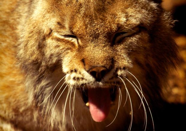 In <a href="/TheScotsman/">The Scotsman</a>: Wariness over plan to reintroduce lynx to Scotland scotsman.com/news/environme…