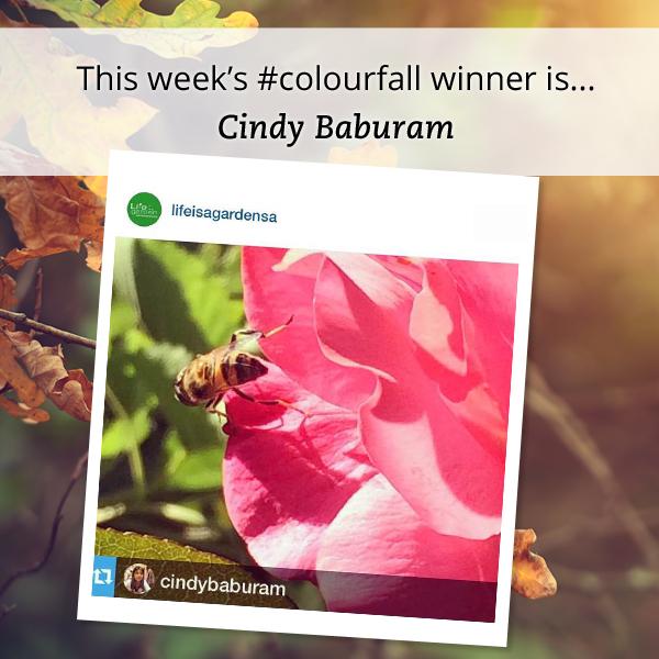 lifeisagardensa's tweet photo. Congratulations Cindy Baburam! You have won a gardening voucher in your area to the value of R250! :) #colourfall http://t.co/NEvjcf9sHt