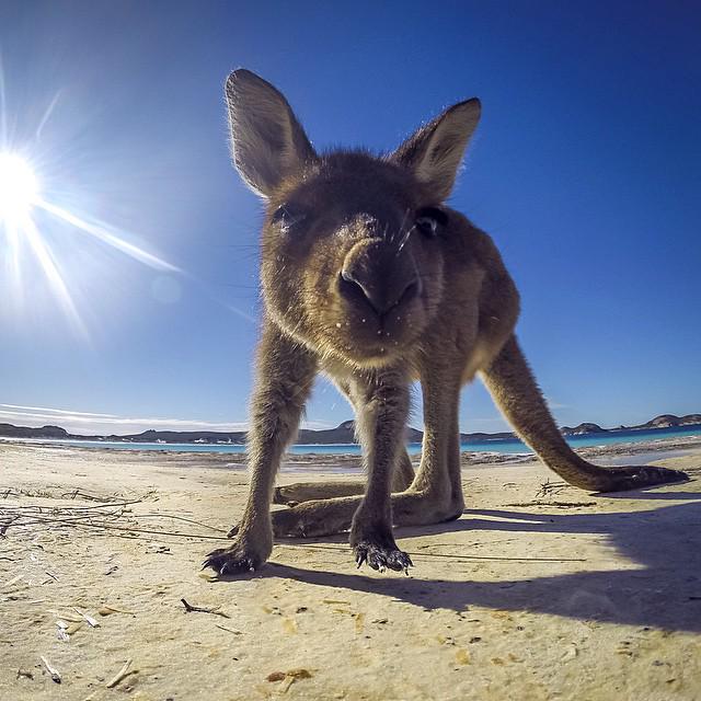 WestAustralia's tweet photo. RT @Australia: "Well now, what have we here?" - A curious kangaroo at Lucky Bay in WA. (via IG / alansilmann) http://t.co/zjP8moq8aF
