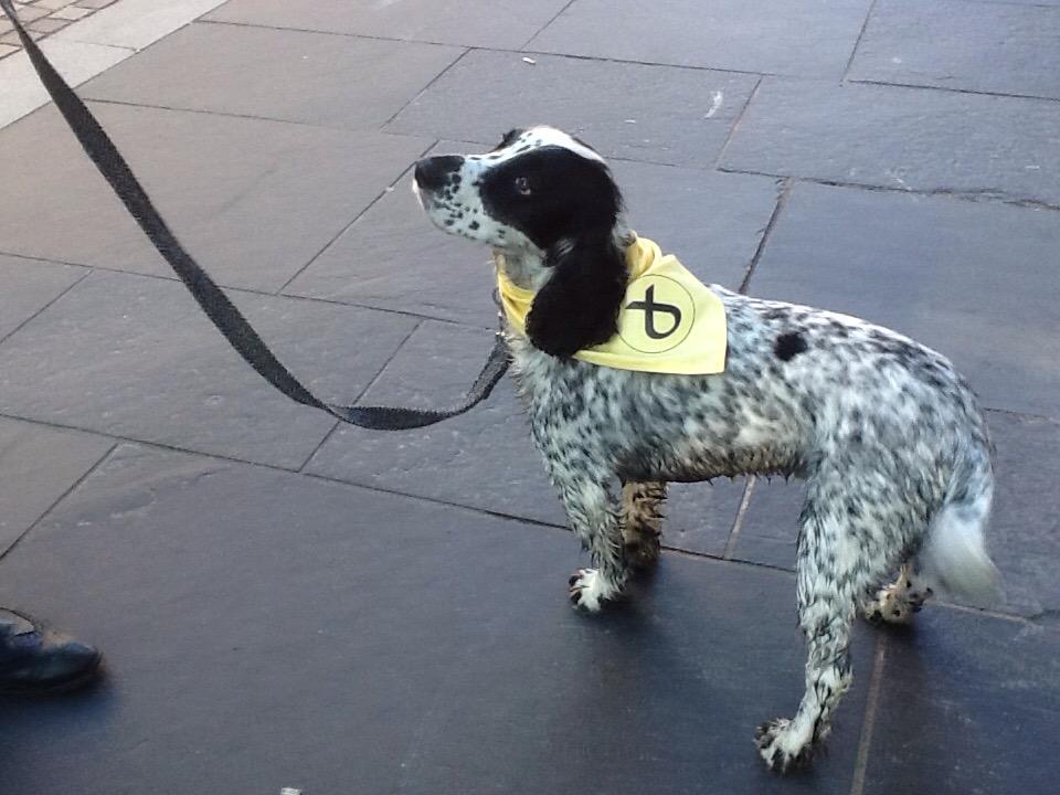 Seriously, Danny not re-elected? Woof...where is my biscuit
