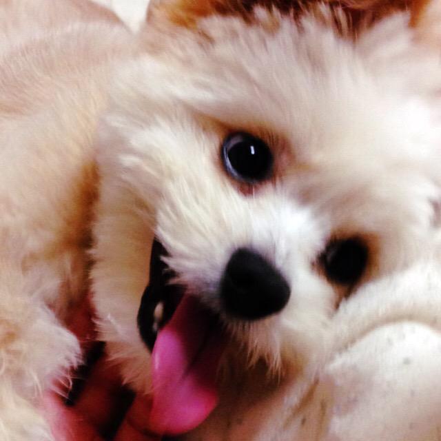 コタニヨーコ Yokokotani Twitter