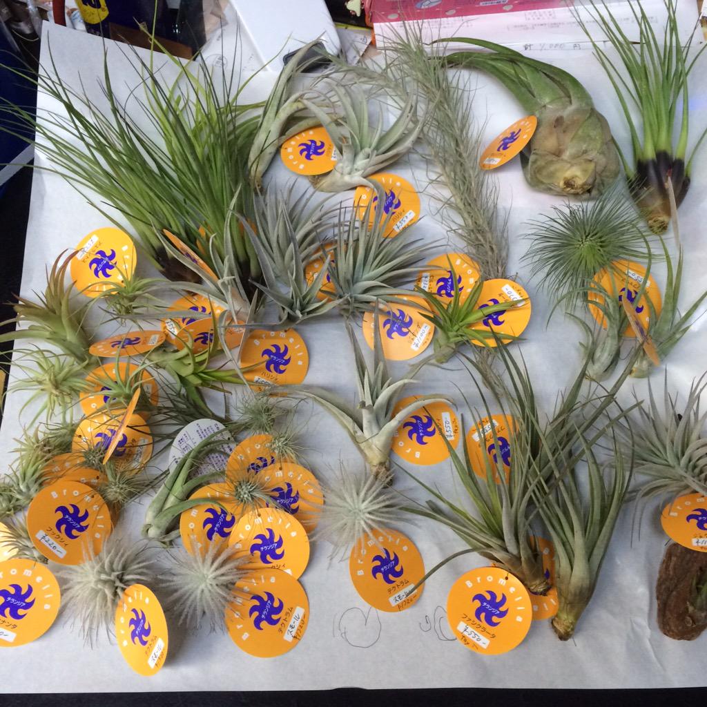 たゆみま جستجوی توییتر