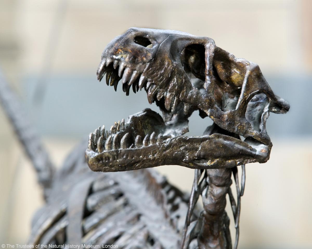 NHM_London's tweet photo. Today's #FossilFriday is our group of Dromaeosaurus albertensis - find these skeleton casts in the Dinosaurs gallery http://t.co/fOixBCeRNq