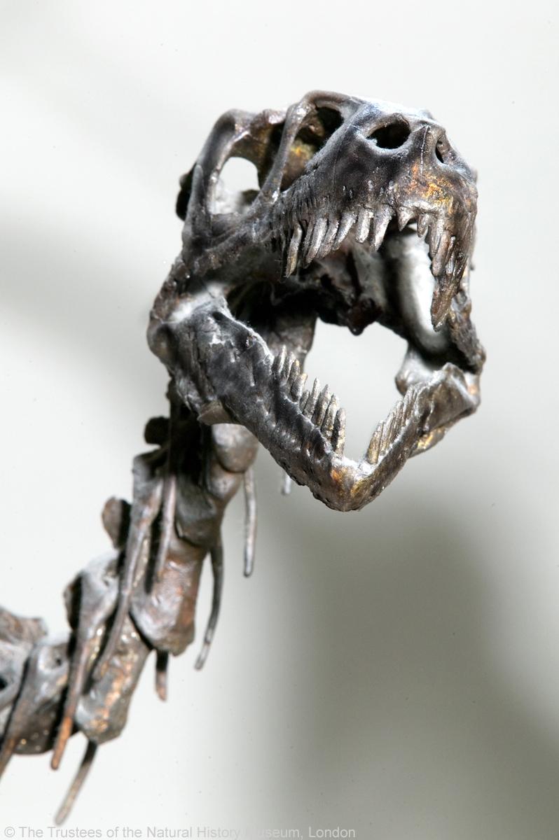 NHM_London's tweet photo. Today's #FossilFriday is our group of Dromaeosaurus albertensis - find these skeleton casts in the Dinosaurs gallery http://t.co/fOixBCeRNq