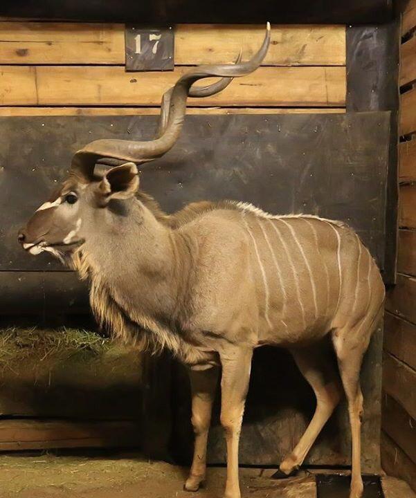 DawievdL's tweet photo. Sold for R2,4M at auction today! @mpatamacha #wildboere #wildlife #gameinsurance #PSGInsure #wildlife4africa http://t.co/Krb5SY1myY