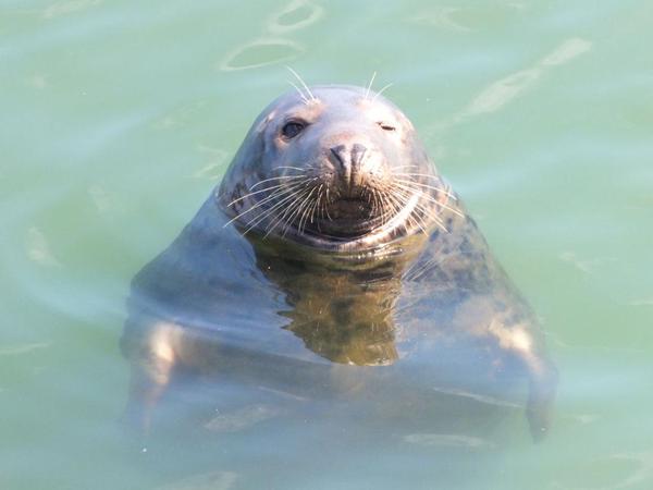 VisitDublin's tweet photo. Head to the seaside village of #Howth, and you might meet this little guy! @OldDublinTown http://t.co/PNXUI3BMNE http://t.co/FoyzucmcJS