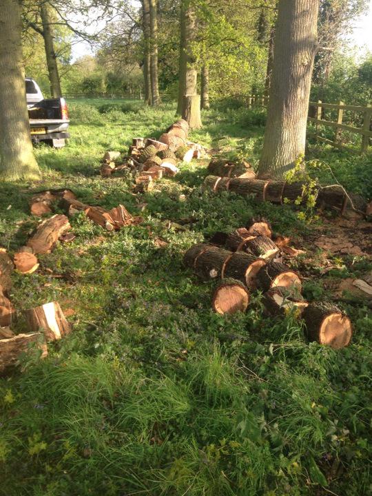CastleViewCott's tweet image. One lovely oak tree felled this morning, as the wind had made it unsafe. Nevermind, lots of wood for the woodburners!