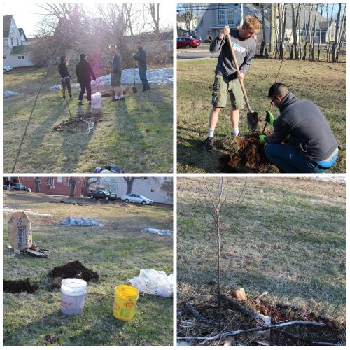NotreDameGarden's tweet photo. First breaking of ground last night @ the garden site, 3 Apple Trees planted! #Summerside #PEI #CommunityGarden http://t.co/ZmjsibgSiM