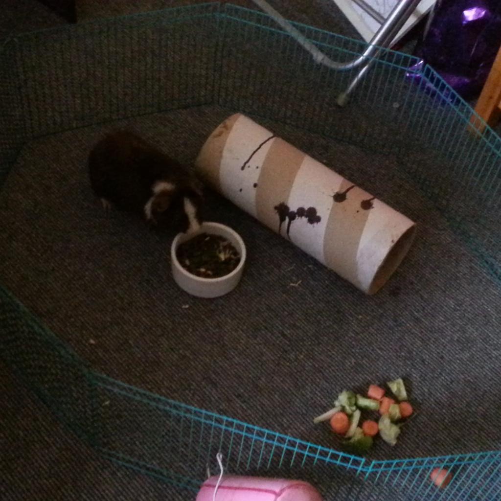 PloppyH's tweet image. Guinea pigs in my room for abit