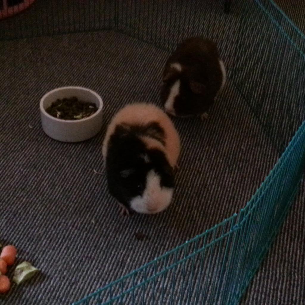 PloppyH's tweet image. Guinea pigs in my room for abit