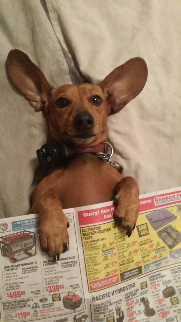 harbor freight bark collar